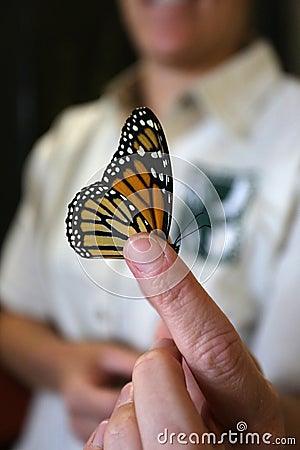 Naturalist Holds Monarch Butterfly Stock Photo