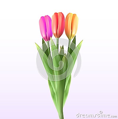 Naturalistic 3D view of bouquet of blossoming tulips on white background. Vector Illustration Vector Illustration