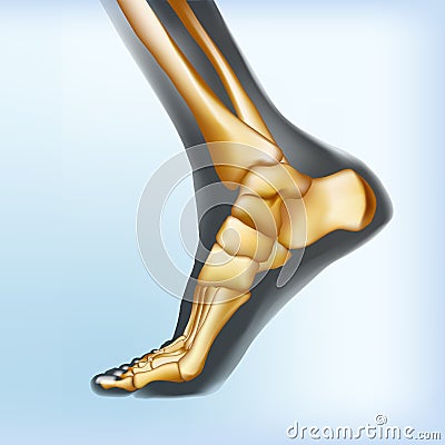 Naturalistic visualization of bones of foot. Vector Illustration