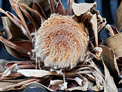 Dried Protea Flower, Silky Details Stock Photo