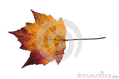 Naturally dried yellowish red and orange mixed color maple leaf in white background Stock Photo