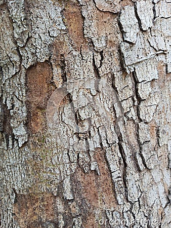 naturally exfoliated bark Stock Photo