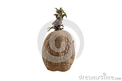 Naturally sprouted seed potato on white background Stock Photo