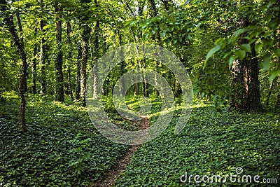 Naturan Path Made in Beautiful Green Wood Forest Stock Photo