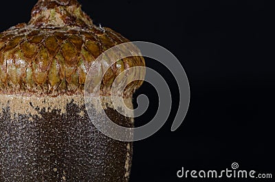 Nature Abstract: Close Look at a Mature Acorn Stock Photo