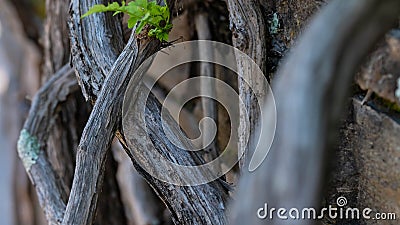 Nature Abstract: Gnarled Weathered Ancient Vines Climbing the Hidden Stone Wall Stock Photo