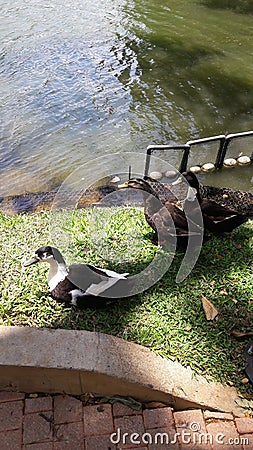  Nature. Add beauty to nature by the ducks. Lake. Grass. Stock Photo