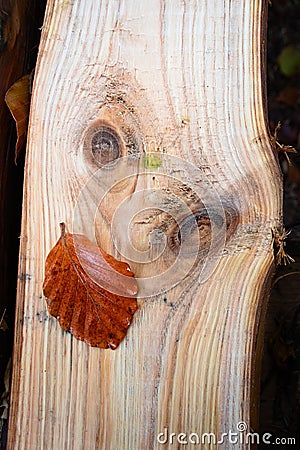 When nature amazes, a strange face hidden in the woods Stock Photo