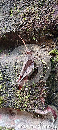 stone grasshopper with unique head obscure pygmy grasshopper right side Stock Photo