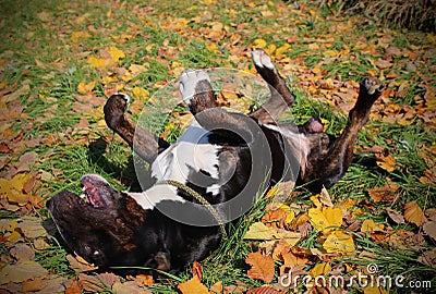 Funny English Bull Terrier rolling, enjoying warm autumn in the nature Stock Photo