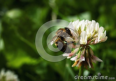 Nature background bee on white clover Stock Photo