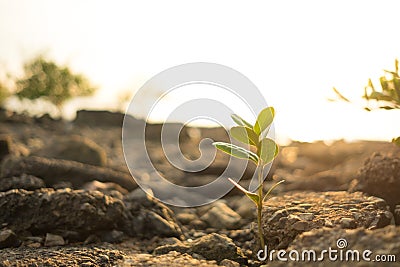 Nature background closeup small plants with stone, sunshine and Stock Photo