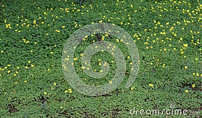Nature background with clover batch flowers Stock Photo