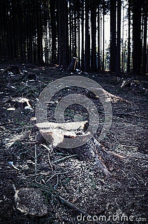 Dark felled forest Stock Photo