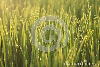 Nature background. Field of wheat. Dreamy natural background with morning golden sunrise sunset light over the field meadow. Stock Photo