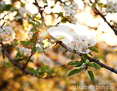 Nature background, flowering garden trees in sunset light Stock Photo