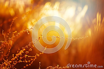 Nature Background with Golden Grass Stock Photo