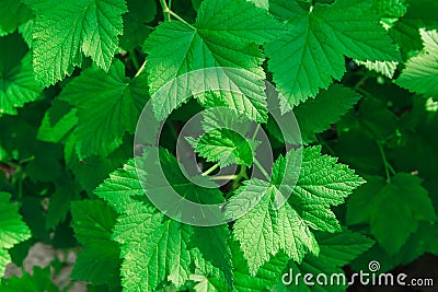 Nature Background from Green Leaves,Healthy Organic Life,Summer,Spring,Village Vacation,Top View Stock Photo