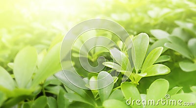 Nature background of green leaves wih sunlight in the garden Stock Photo