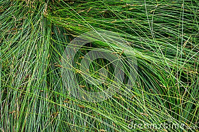 Nature background of green sedge grasses in pattern and texture Stock Photo