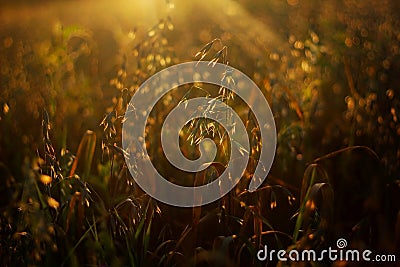 Nature background. Landscape with a ray of sunlight. Green grass close-up against the setting sun. Nature on sunset, macro Stock Photo