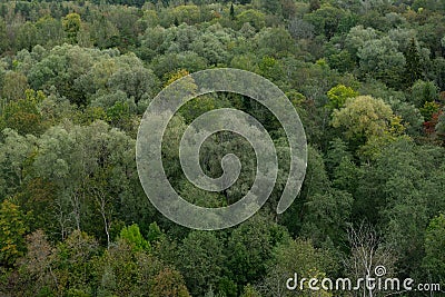 Nature background made of a lot of trees with leaves on summerday Stock Photo