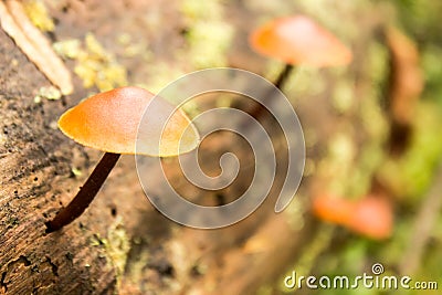 Nature Background. Moss Close Up View with Little Mushrooms Toadstool Grown. Macro Details. Selective Focus. Stock Photo