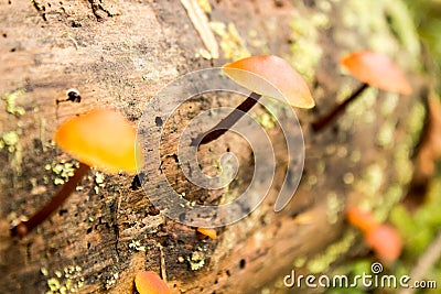 Nature Background. Moss Close Up View with Little Mushrooms Toadstool Grown. Macro Details. Selective Focus. Stock Photo