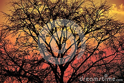 Late autumn forest tree branches without leaves, filtered background. Stock Photo