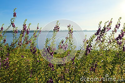 Nature background of purple flowers plants Little Turtle Flower ; Angelonia goyazensis Benth. PLANTAGINACEAE, river and sky Stock Photo