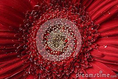 Nature background. Summer, spring concepts. Fresh red Gerber background. Macro view of abstract nature texture and background orga Stock Photo