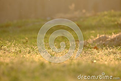 Silhouette warm light in lately evening shines on the ground with selective focus of a grass field at the park Stock Photo