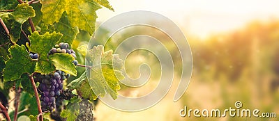 Vineyard in autumn harvest Stock Photo