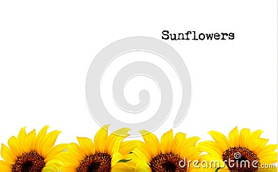 Nature Background With Yellow Sunflowers Vector Illustration
