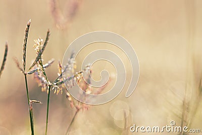 Nature backgrounds, Spring morning dew on the grass Stock Photo