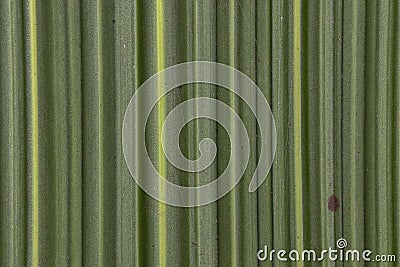 nature bamboo leaf background pattern texture board Stock Photo