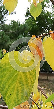 Nature beautiful symbolic background. A yellow and red leaves against the green foliage. Stock Photo