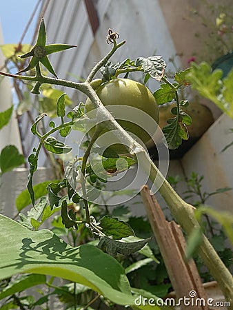 Nature Beautiful tomato Stock Photo