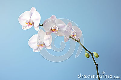 Nature beauty flower plant orchid petal floral blossom botany white flora Stock Photo