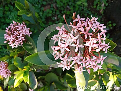 Nature in beauty freshness Vulnerability plans leafs springtime pitted plant blooming Nature photography Stock Photo