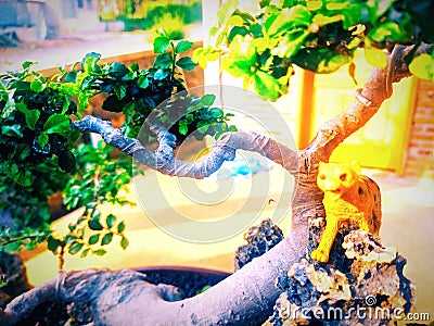 Nature beauty trees smalltrees BONSAI Stock Photo