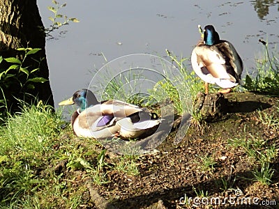 birds ducks sitting on the shore of the lake Stock Photo