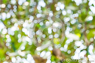 Nature blurry background Stock Photo