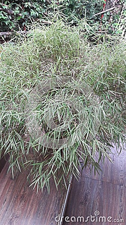  Nature . Bonsai bomboo bush. Pot plant. Stock Photo