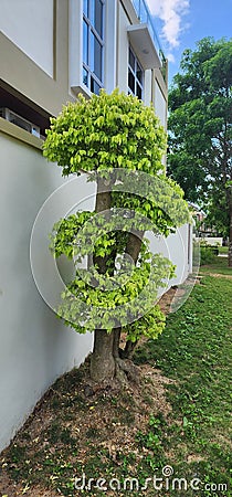 Nature Bonsai Tree Stock Photo