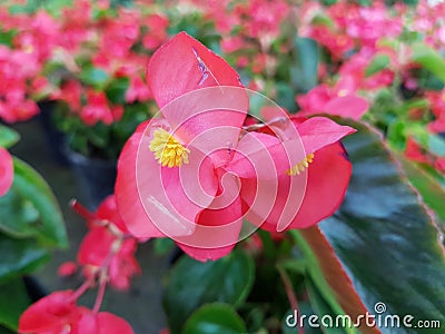 red begonia dragon flower in garden Stock Photo