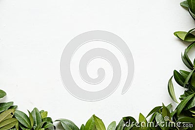 Nature botany plant green periwinkle leaves Stock Photo
