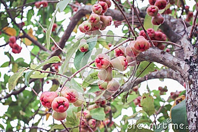 Nature bunch of rose apple group hanging on tree , colorful tropical fruits Stock Photo