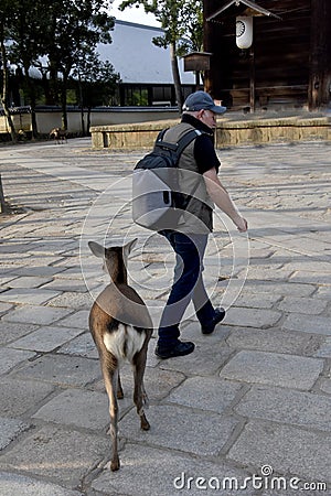 A young deer follows a tourist Stock Photo