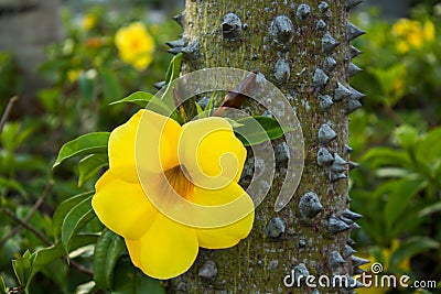 Yellow flower on a tree with thorns. Stock Photo